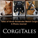 52 Weeks of Corgis - The Project